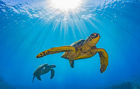 Tortle